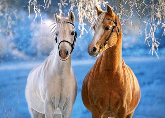 Пазл Castorland The Winter Horses (B-27378), 260 дет.