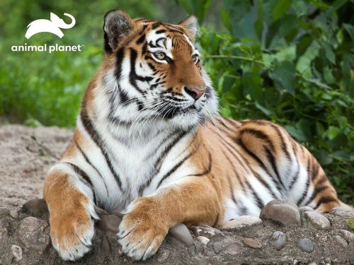 пазл super 3d тигр, 1000 детал. Пазл Super 3D Тигр, 1000 детал.