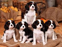 Алмазная мозаика Маленькие спаниели, 30х40 см, 12 цв., частич. заполнение, на картоне