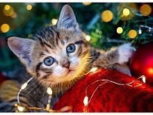 Алмазная мозаика Котёнок с гирляндой, 22х32 см, 30 цв., полн. заполнение, с подр.