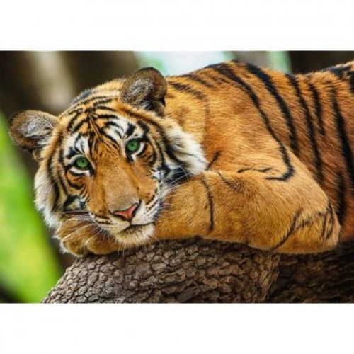 Пазл Trefl Портрет тигра 37397, 500 дет.