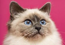 Алмазная мозаика Красивая сиамская кошечка, квадр., 17х22 см, 22 цв, полн. заполнение, с подр.