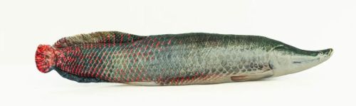 Рыба Змееголов 80 см