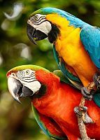 Алмазная мозаика Яркие попугаи, 30х40 см, полн. заполнение, с подр.
