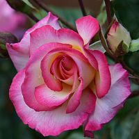 Алмазная мозаика Нежная роза, 20х20 см, 17 цв, полн. заполнение, с подр.