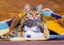 Алмазная мозаика Котенок и щенок, 30х40 см, 30 цв, полн. заполнение, с подр.