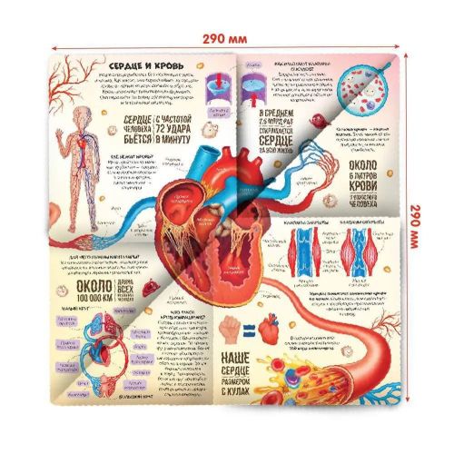 Книга Malamalama Книжка-трансформер. Анатомия фото 3