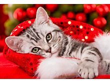 Алмазная мозаика Милый котик, 30х40 см, 23 цв., полн. заполнение, с подр.