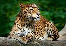 Алмазная мозаика Леопард, 30х40 см, 14 цв., полн. заполнение, с подр.