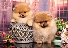 Алмазная мозаика Маленькие померанские шпицы, 30х40 см, полн. заполнение, с подр.