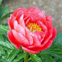 Алмазная мозаика Красивый цветок, 30х30 см, 25 цв, полн. заполнение, с подр.