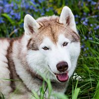 Алмазная мозаика Хаски, 30х30 см, 33 цв, полн. заполнение, с подр.