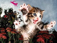 Пазл Super 3D Пушистый охотник, 100 дет.