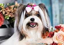 Алмазная мозаика Щенок с цветами, 17х22 см, 18 цв, полн. заполнение, с подр.