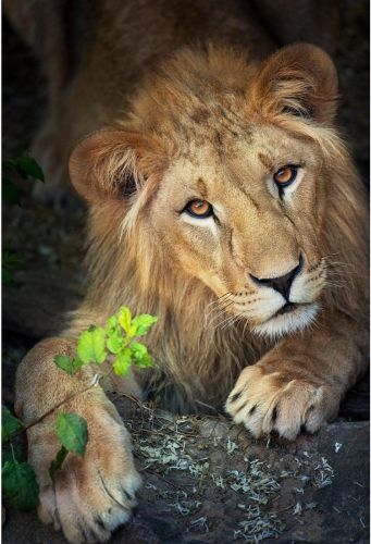 Роспись по холсту Могучий лев, 30х40 см