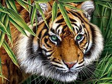 Алмазная мозаика Притаившийся тигр, 30х40 см, полн. заполнение, с подр.