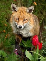 Алмазная мозаика Лиса, 30х40 см, полн. заполнение, с подр.